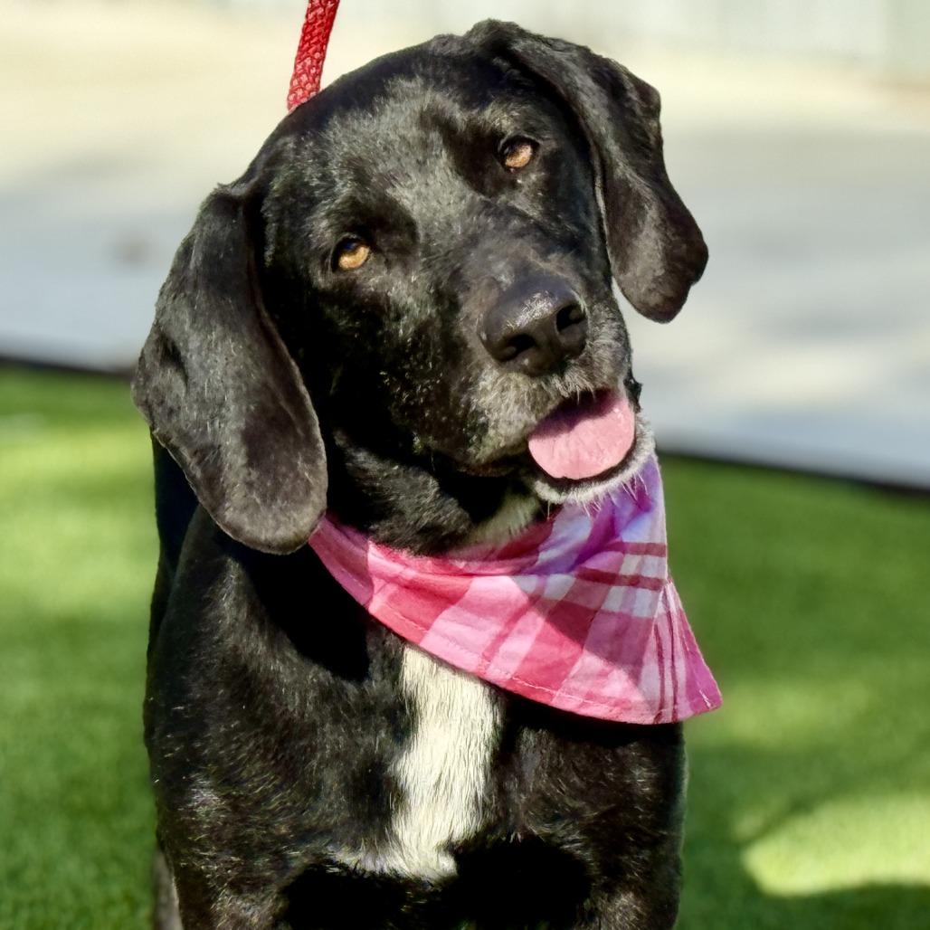 Delta - The low Rider Mack Truck!, a Adoptable mixed breed in Austin, TX image 3/6