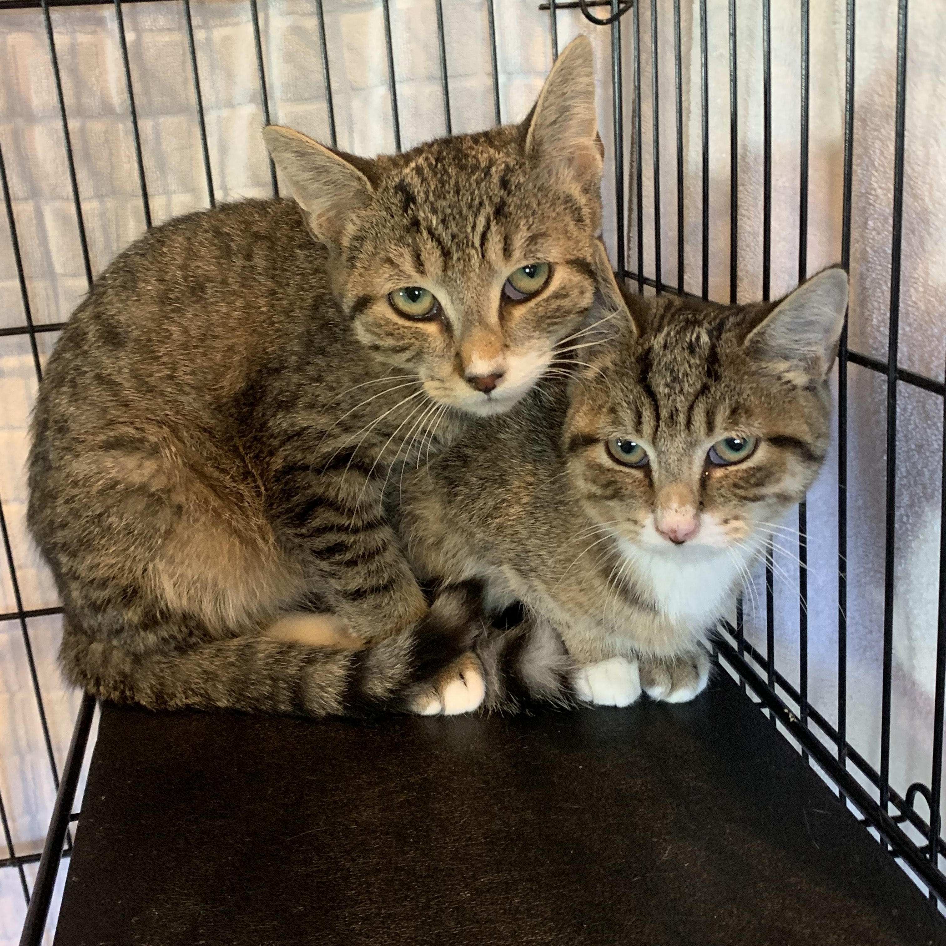 Ethel Cain and Tucker