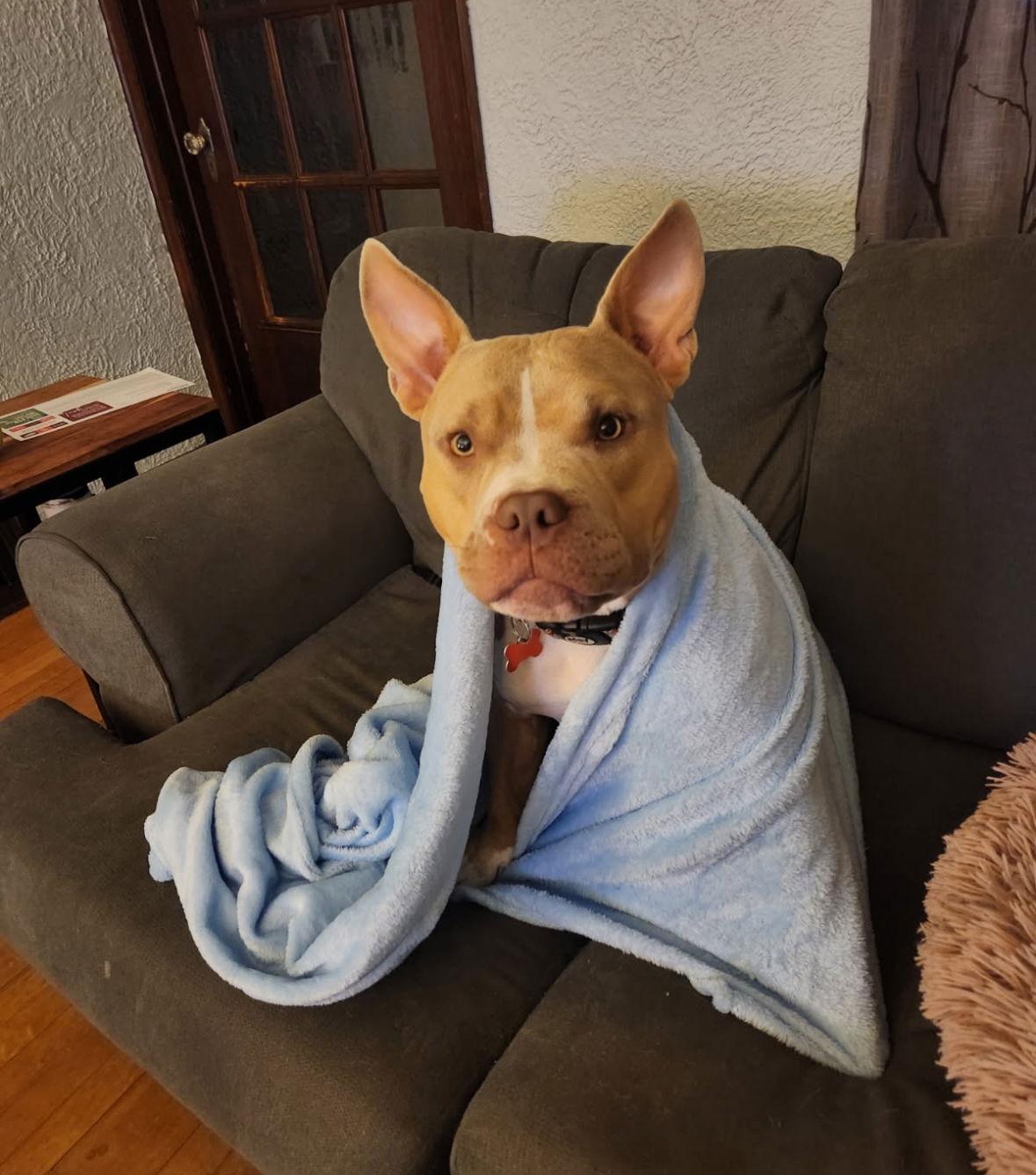 Neveah, Adoptable, Young Female Pit Bull Terrier.