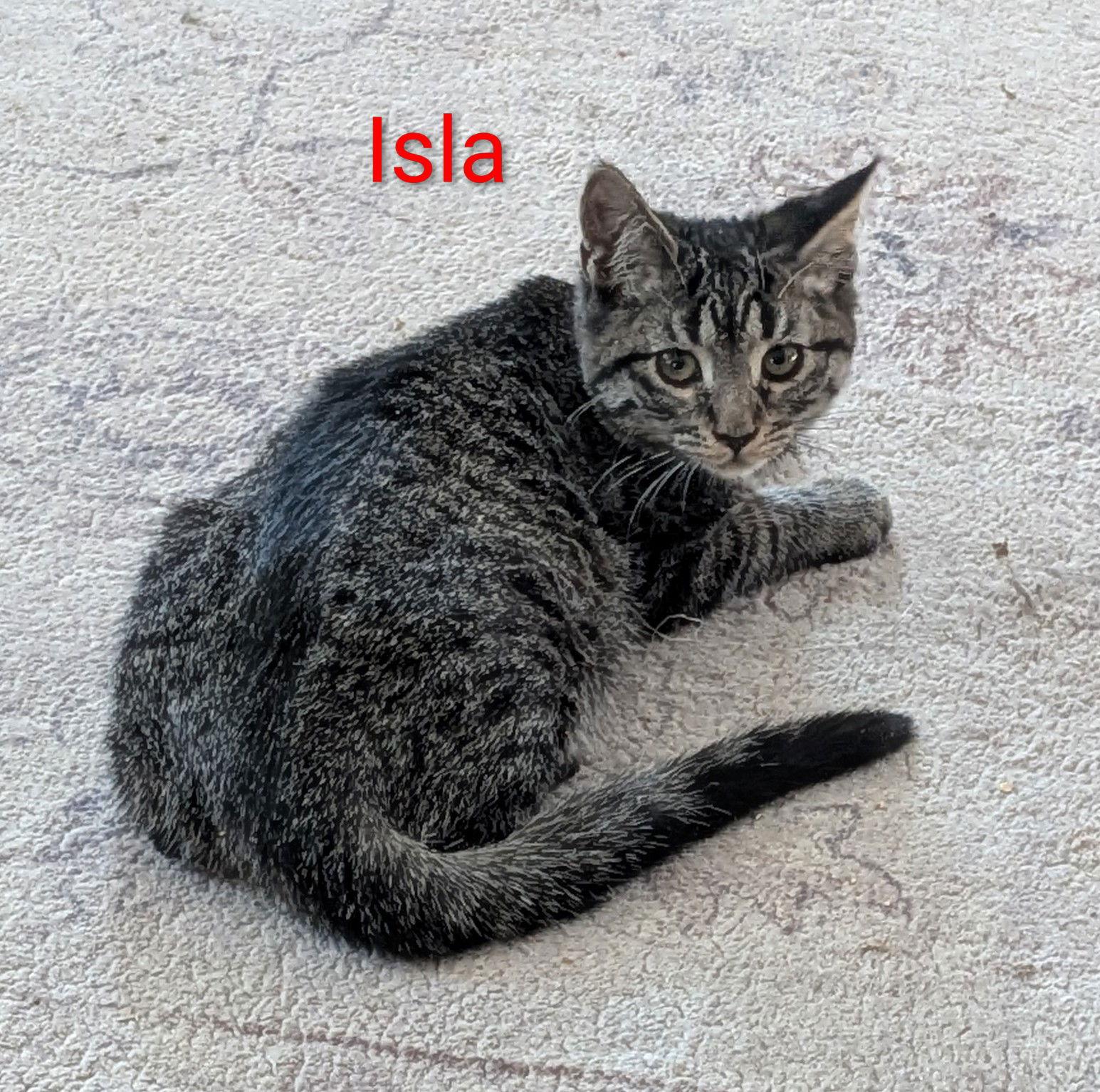 Enlarge Isla, a Adoptable Domestic Short Hair in Naugatuck, CT image 1/3