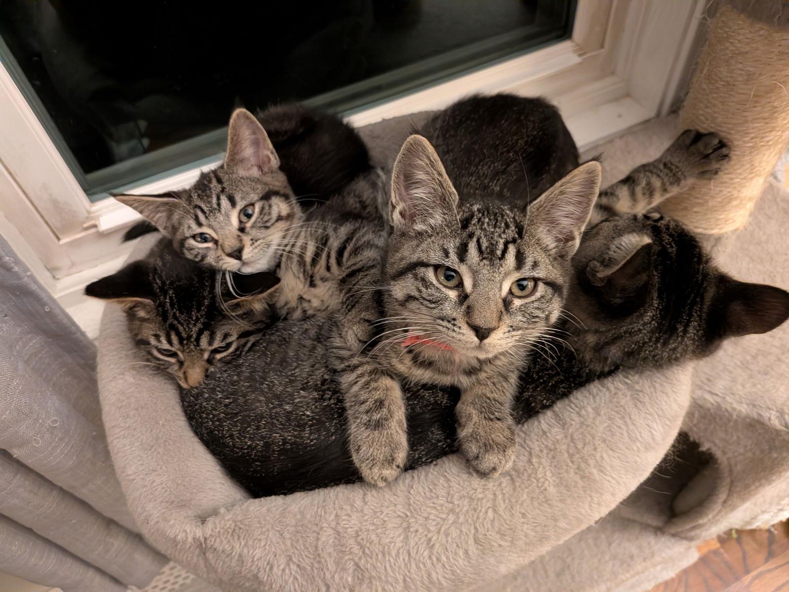 Enlarge Isla, a Adoptable Domestic Short Hair in Naugatuck, CT image 2/3
