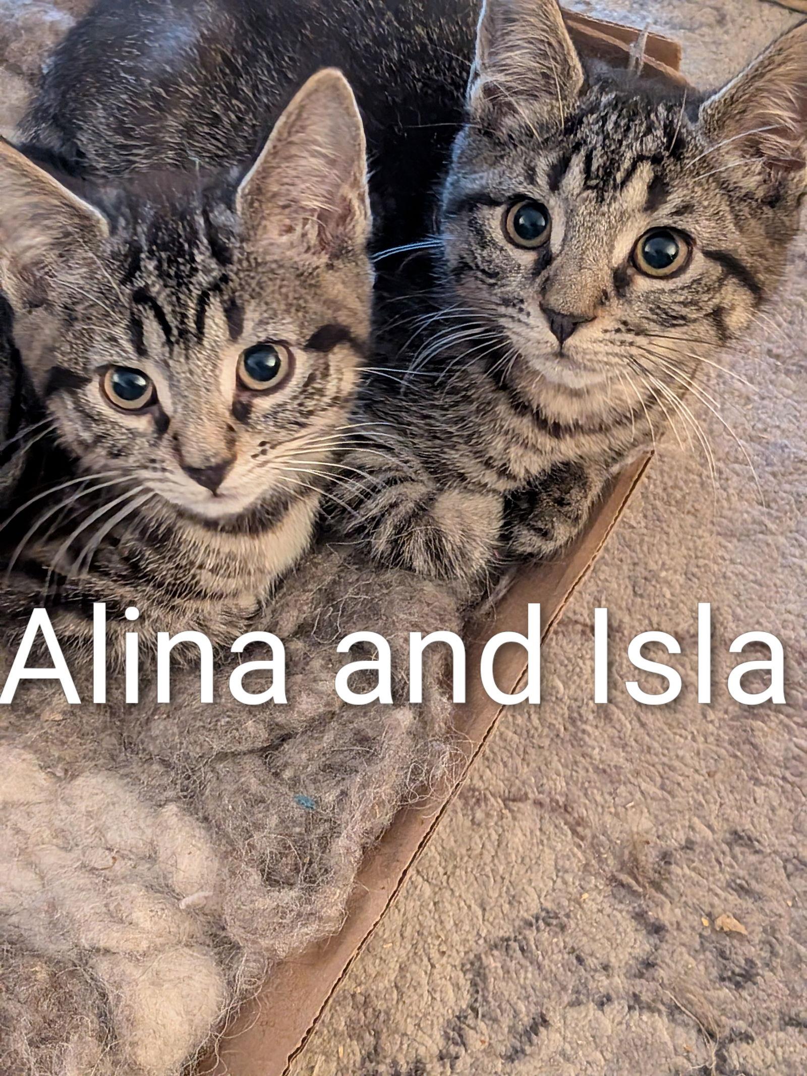 Enlarge Isla, a Adoptable Domestic Short Hair in Naugatuck, CT image 3/3