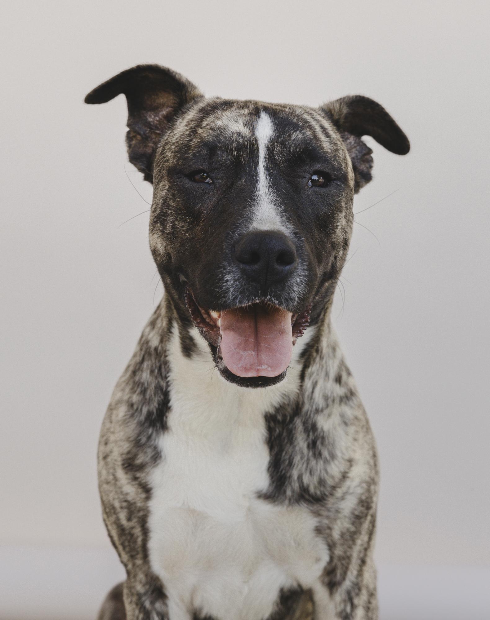 Enlarge Courage, a Adoptable mixed breed in Coachella, CA image 1/1