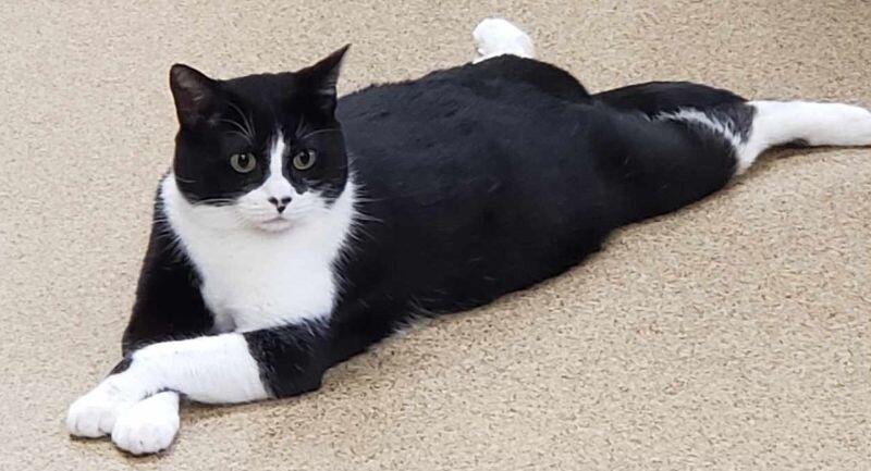 Enlarge Bucky, a Adoptable Tuxedo in Belton, MO image 1/1