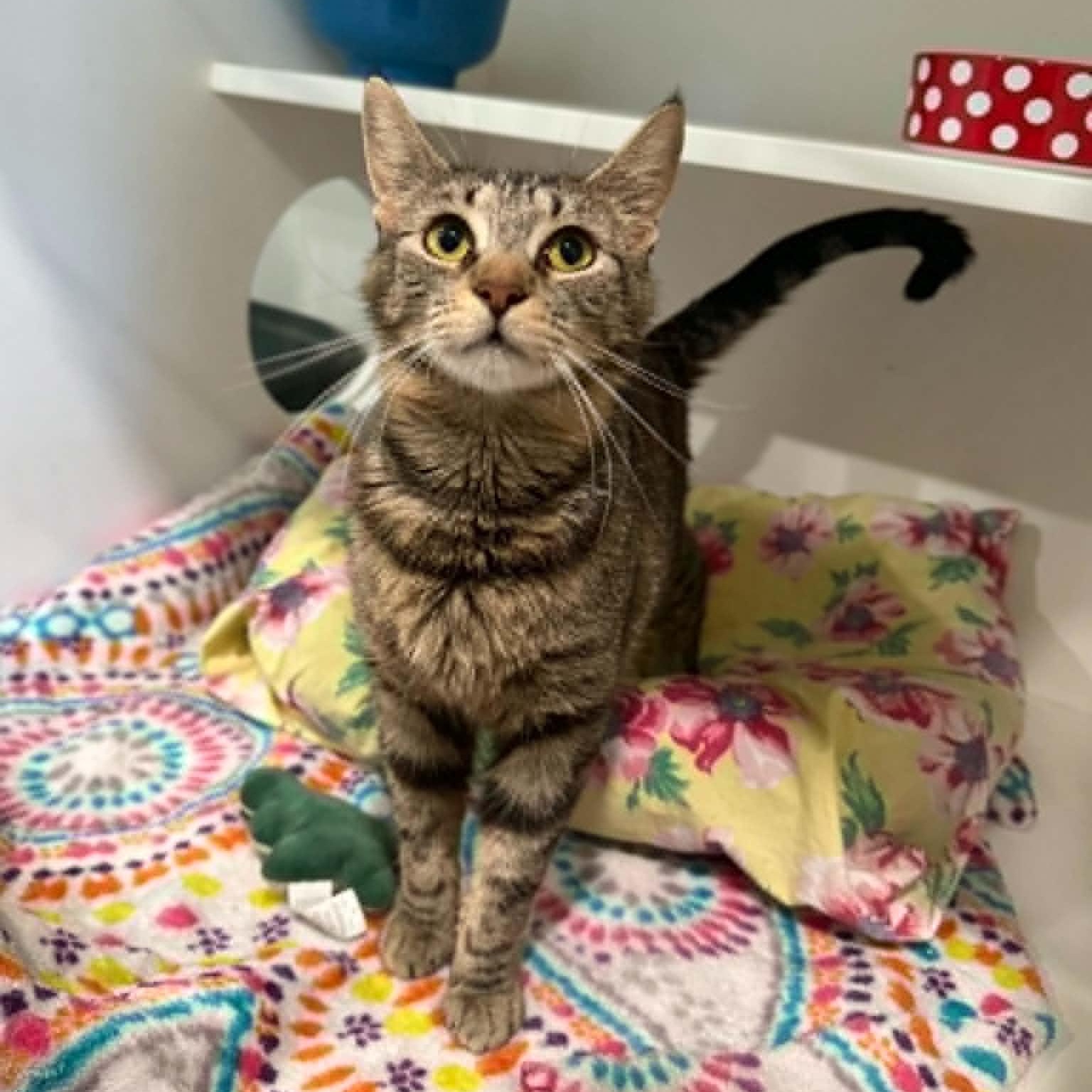 Joy, ADOPTABLE, Young Female Domestic Short Hair & Tabby.