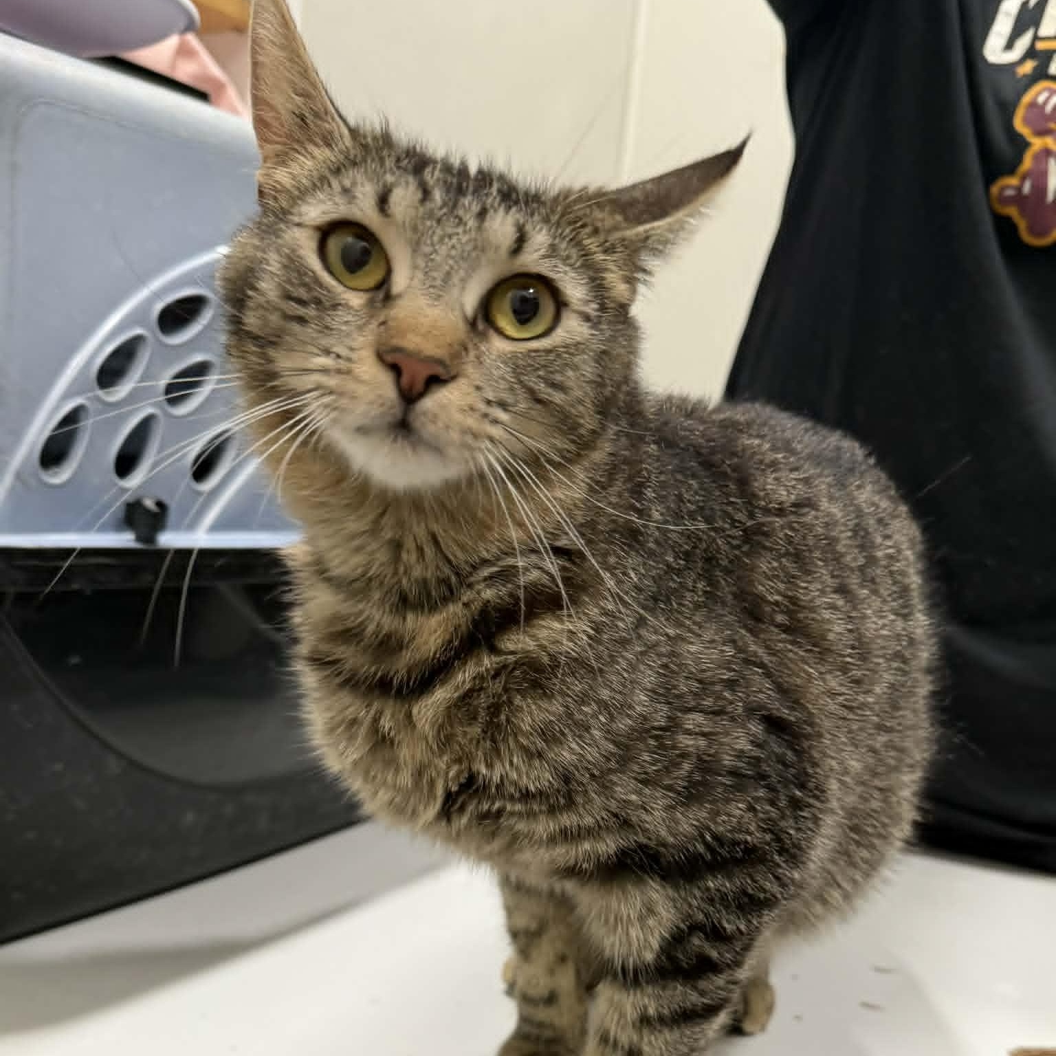 Joy, ADOPTABLE, Young Female Domestic Short Hair & Tabby.