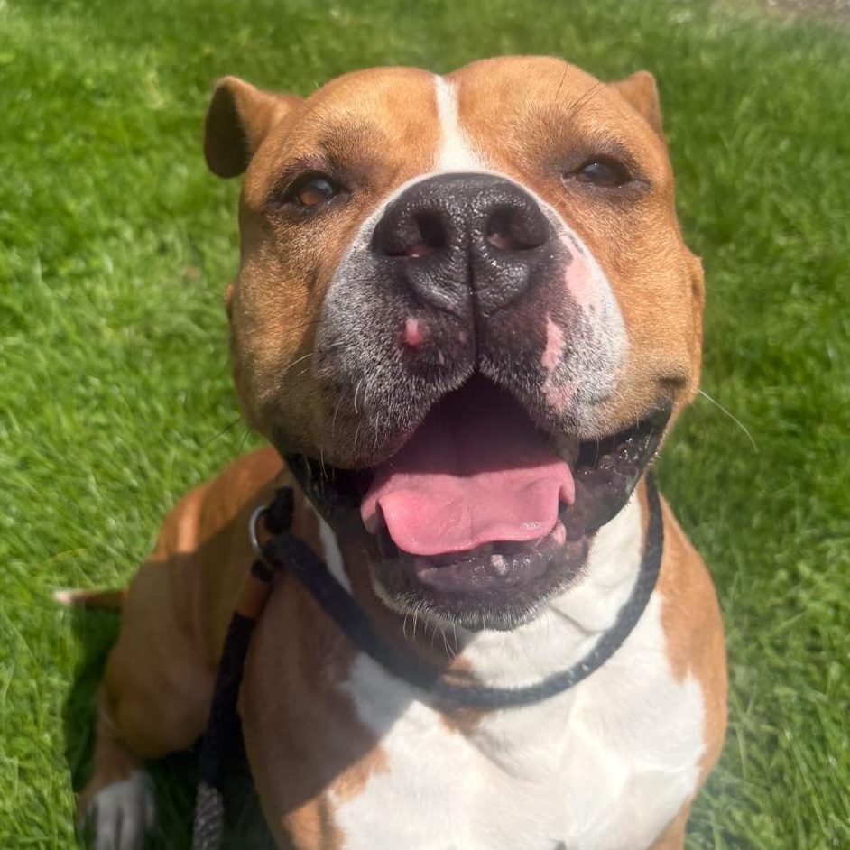 Clifford, ADOPTABLE, Adult Male Pit Bull Terrier & Boxer.