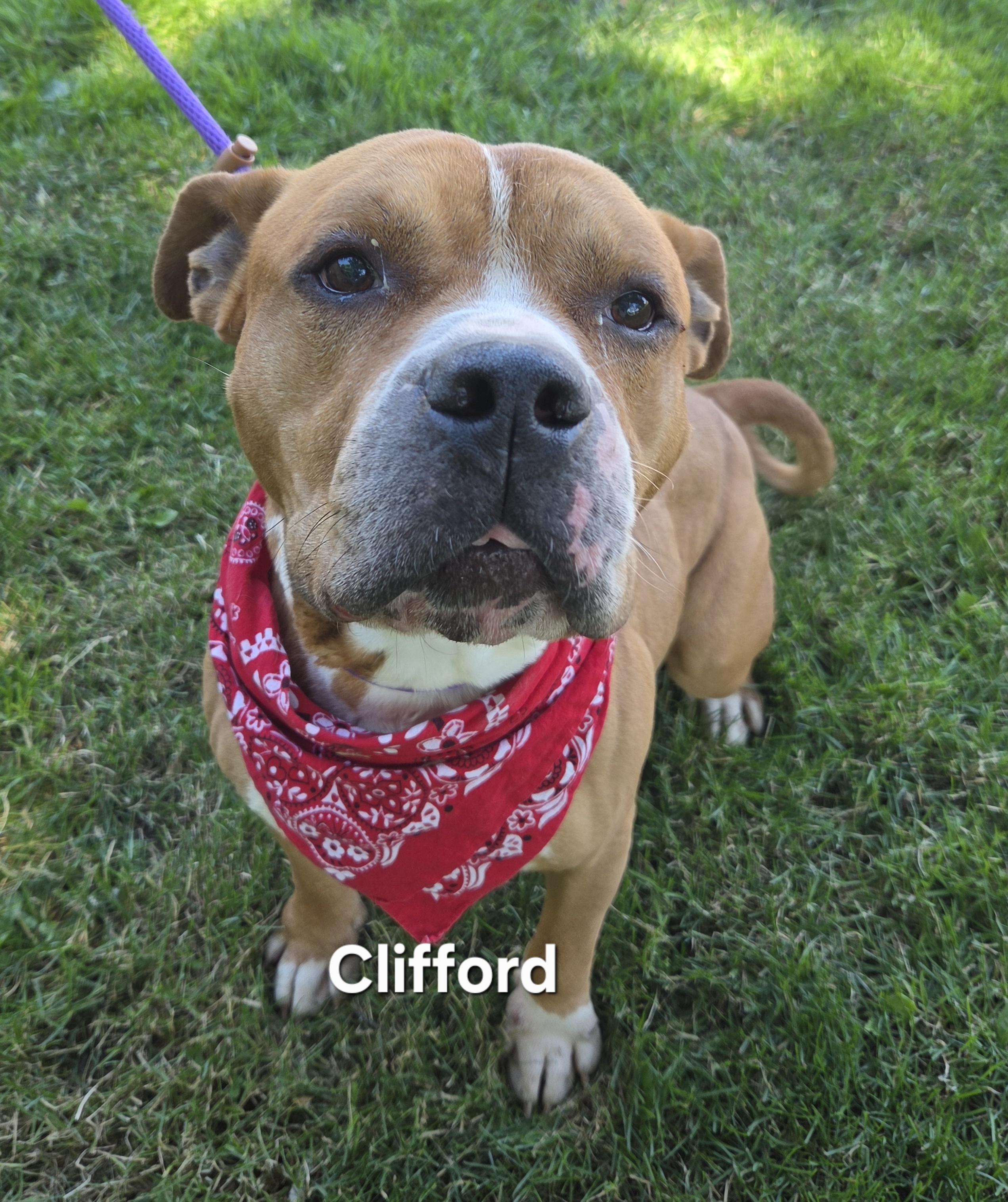 Enlarge Clifford, a ADOPTABLE mixed breed in Medina, OH image 1/6