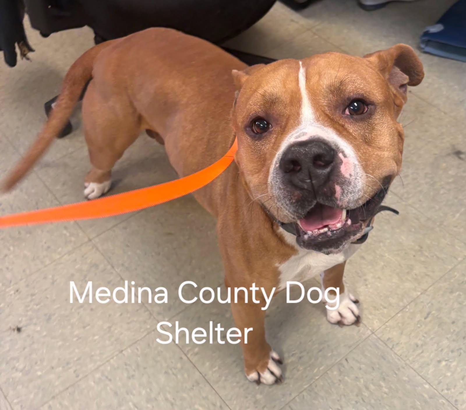 Enlarge Clifford, a ADOPTABLE mixed breed in Medina, OH image 3/3