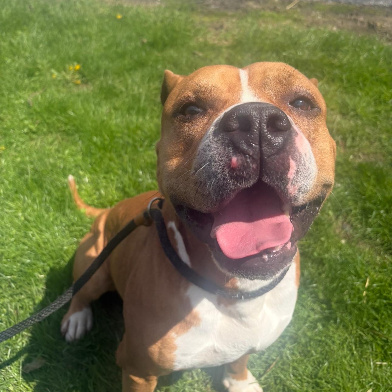 Enlarge Clifford, a ADOPTABLE mixed breed in Medina, OH image 2/5