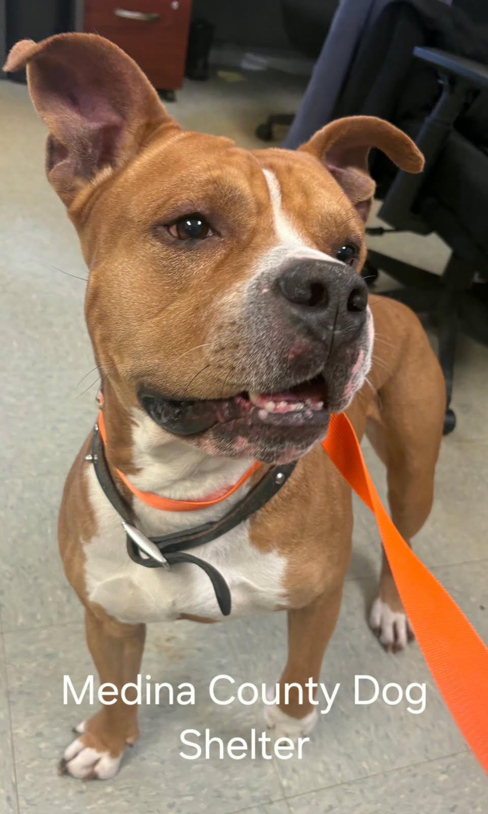 Enlarge Clifford, a ADOPTABLE mixed breed in Medina, OH image 1/3