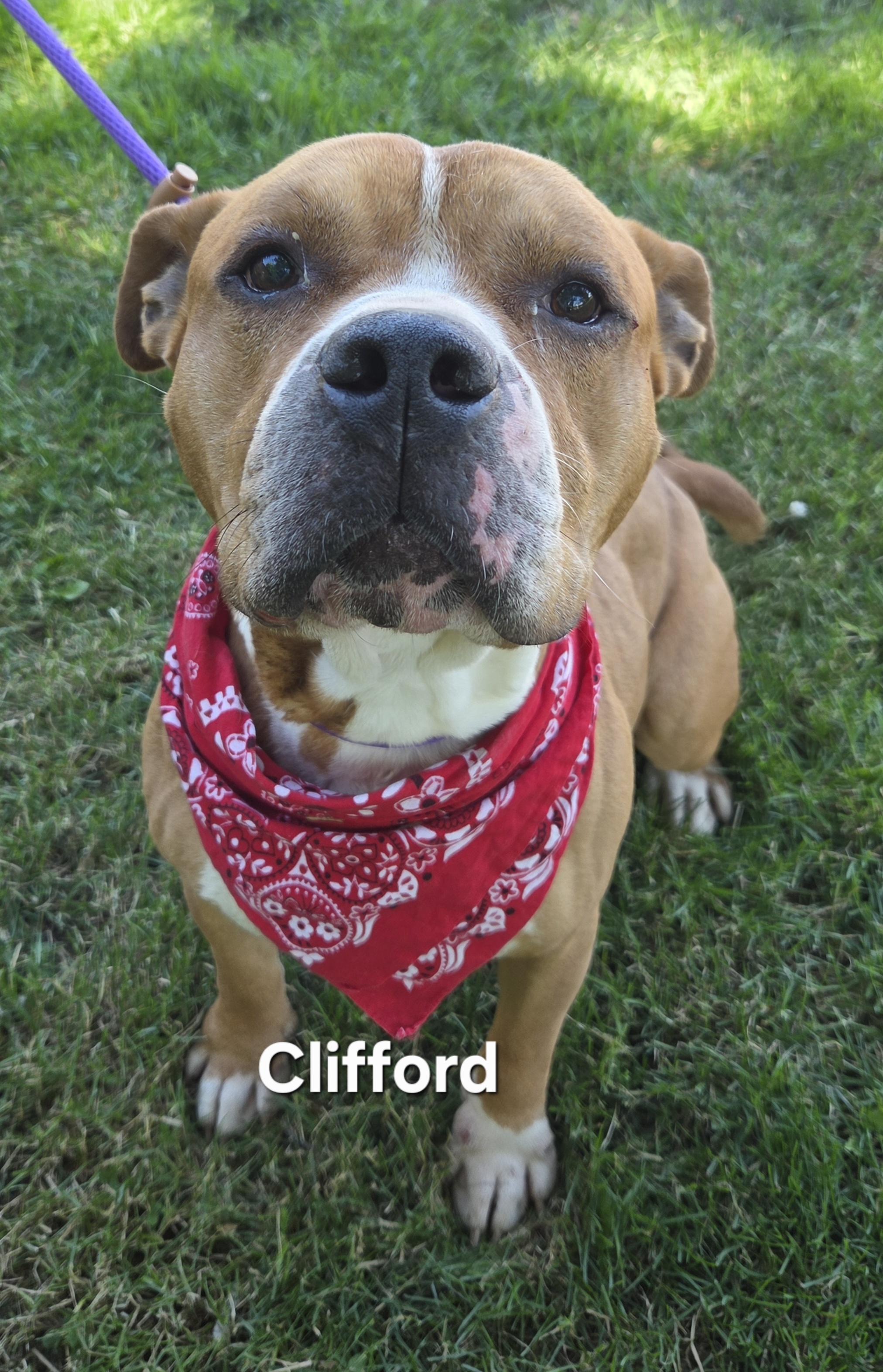 Enlarge Clifford, a ADOPTABLE mixed breed in Medina, OH image 2/6