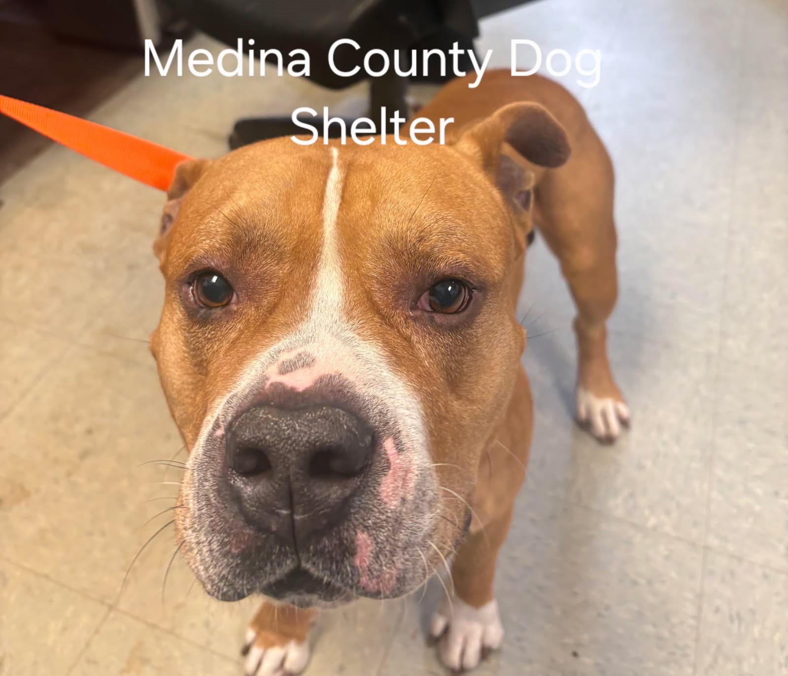 Enlarge Clifford, a ADOPTABLE mixed breed in Medina, OH image 2/3