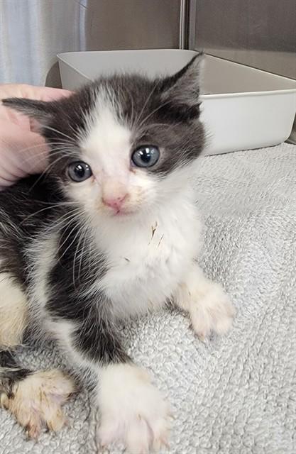 MADDIE, Adoptable, Kitten Female Domestic Short Hair.