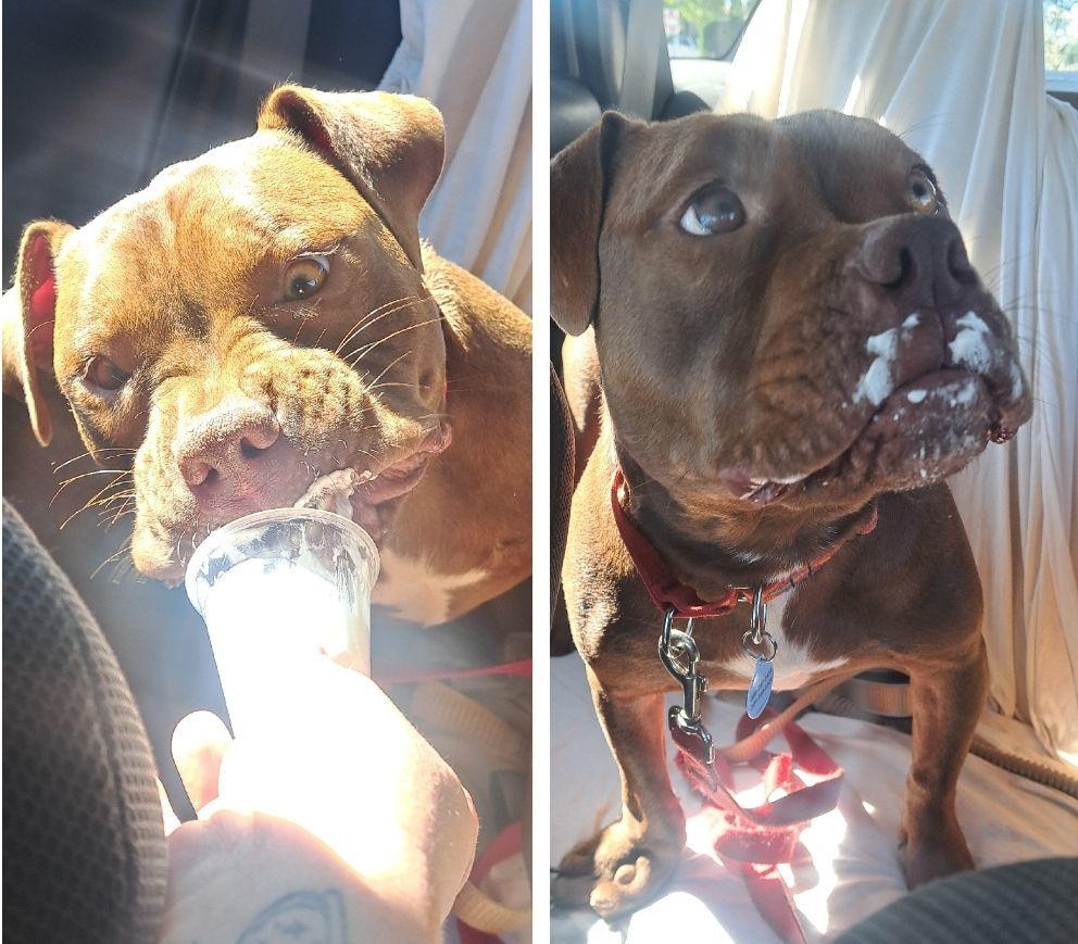 Enlarge Finn, a Adoptable mixed breed in Winston-Salem, NC image 6/6