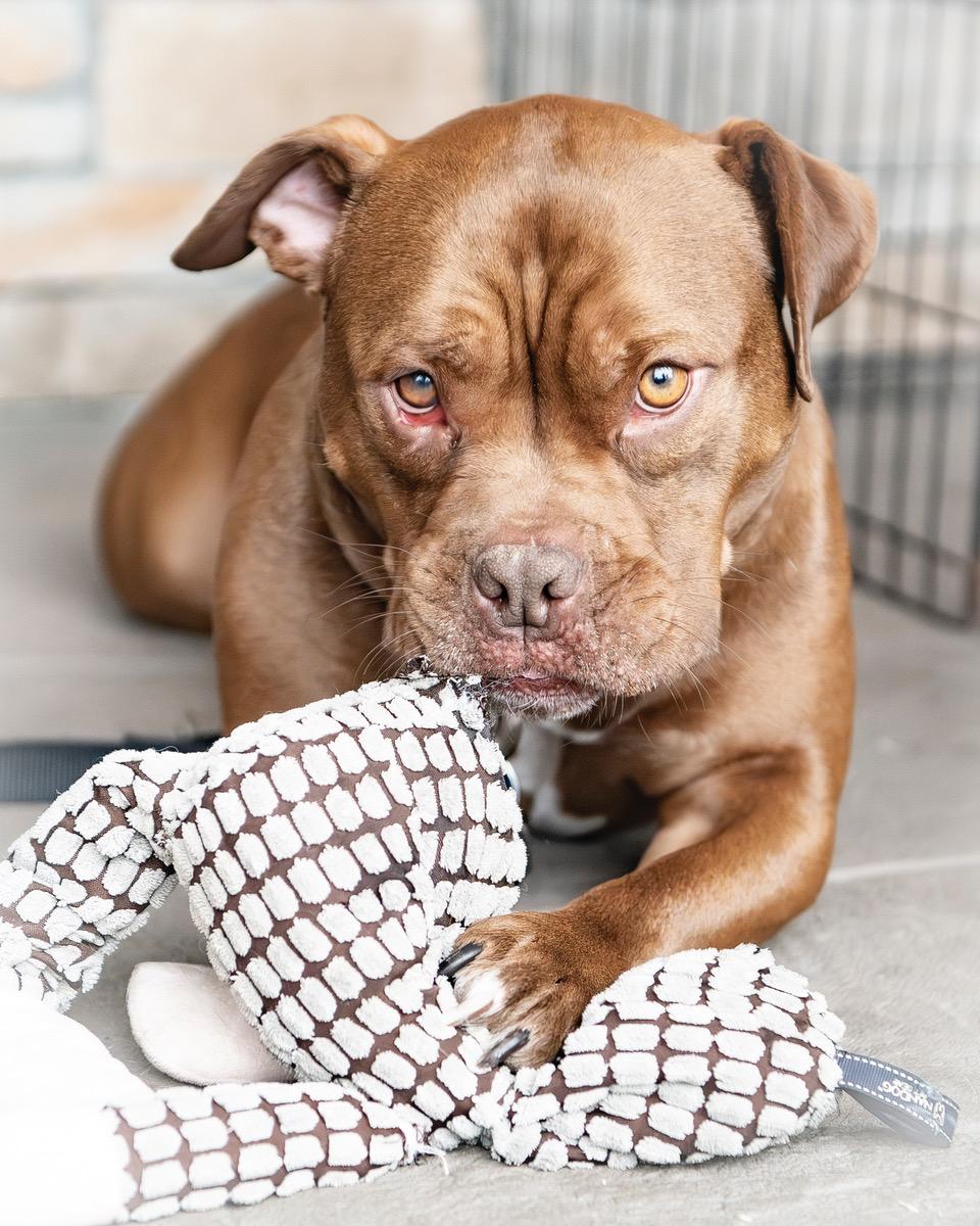 Finn, an adoptable English Bulldog, American Bulldog in Winston-Salem, NC, 27101 | Photo Image 1