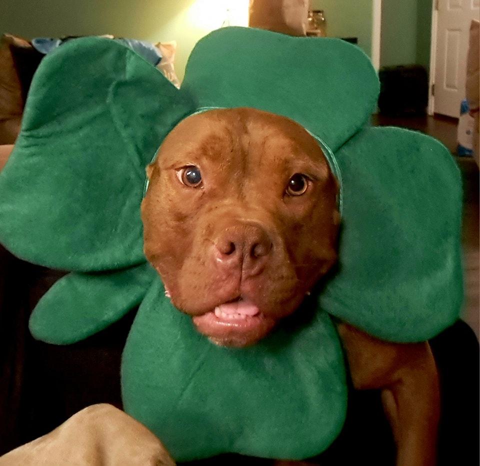 Enlarge Finn, a Adoptable mixed breed in Winston-Salem, NC image 4/6