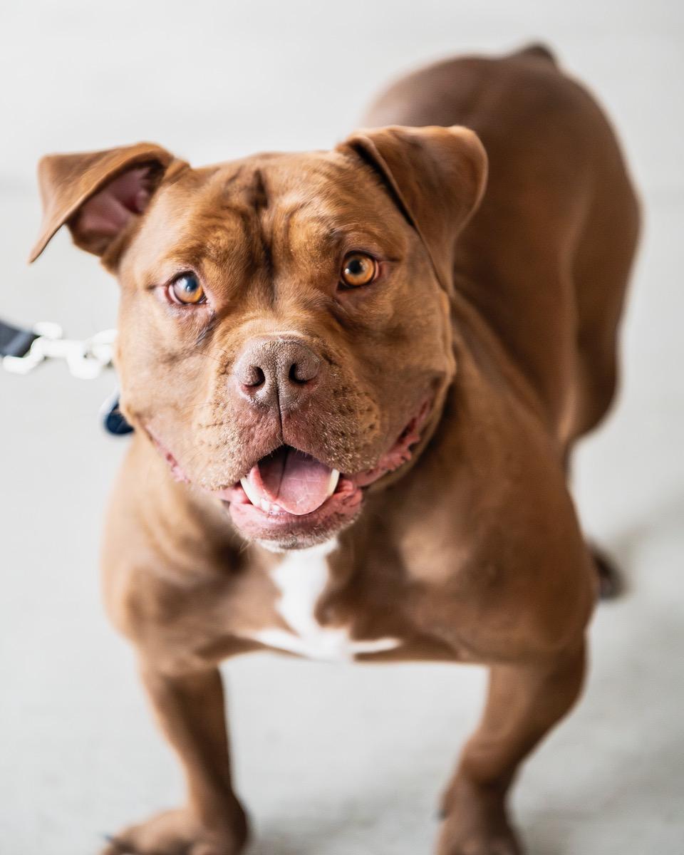 Enlarge Finn, a Adoptable mixed breed in Winston-Salem, NC image 2/6