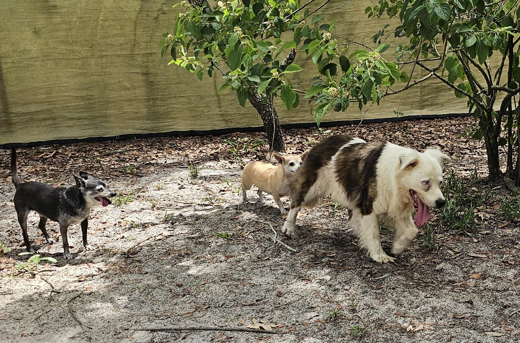 Enlarge Luna, a Adopted Australian Shepherd in Weeki Wachee, FL image 5/6