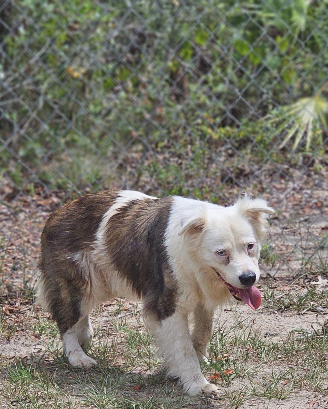 Enlarge Luna, a Adopted Australian Shepherd in Weeki Wachee, FL image 3/6