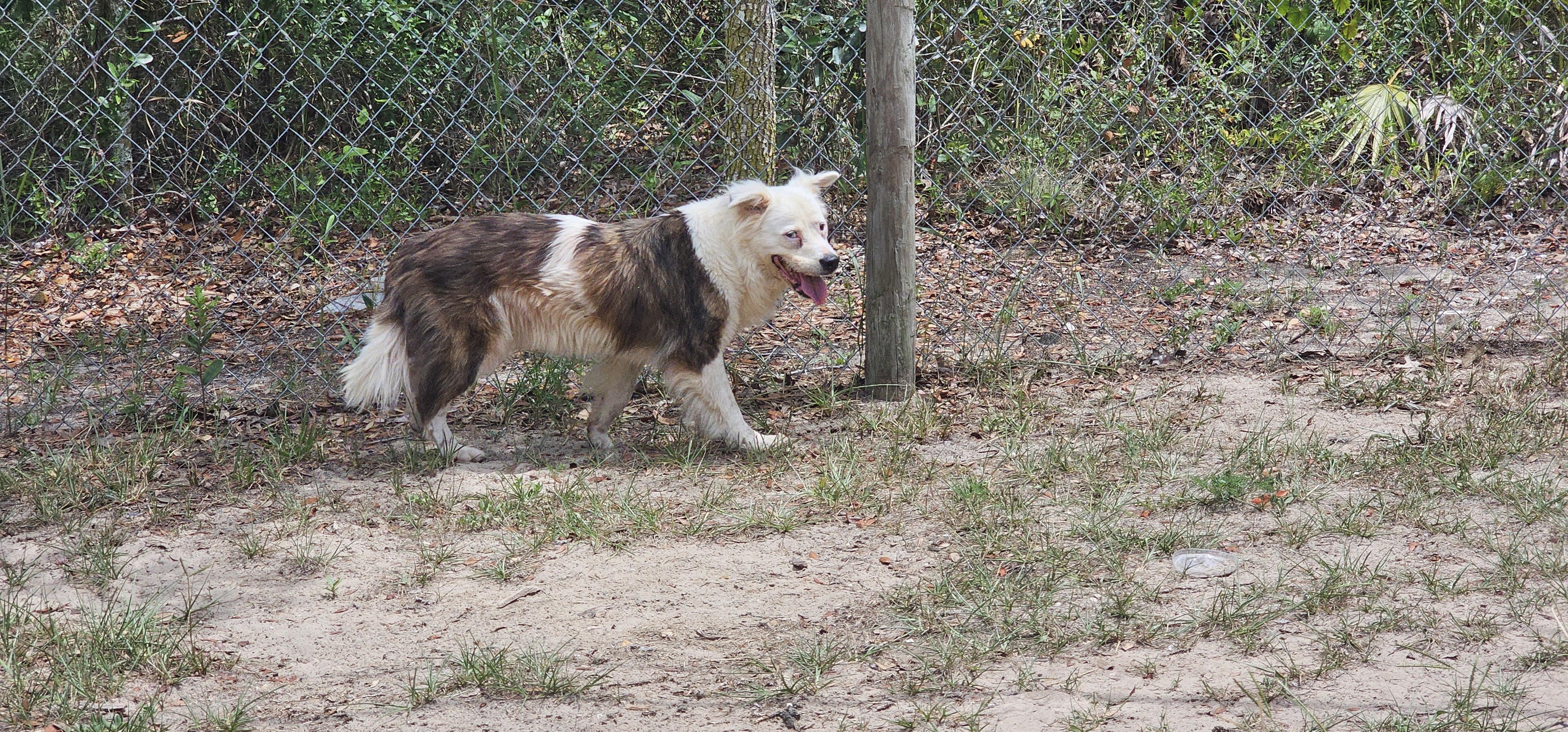 Enlarge Luna, a Adopted Australian Shepherd in Weeki Wachee, FL image 2/6