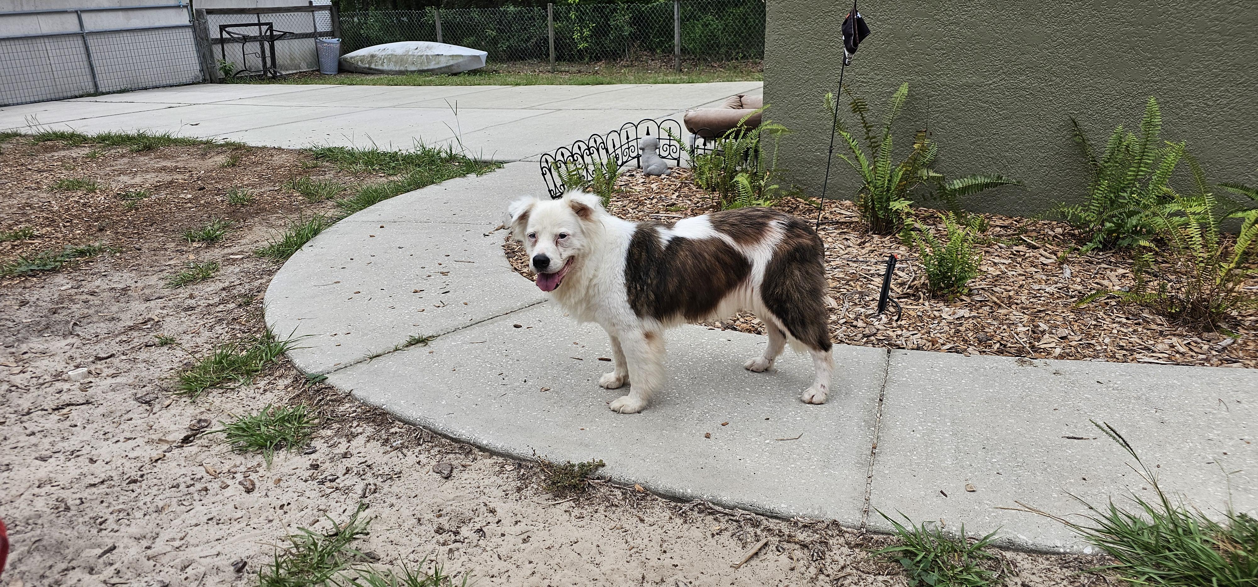 Enlarge Luna, a Adopted Australian Shepherd in Weeki Wachee, FL image 4/6