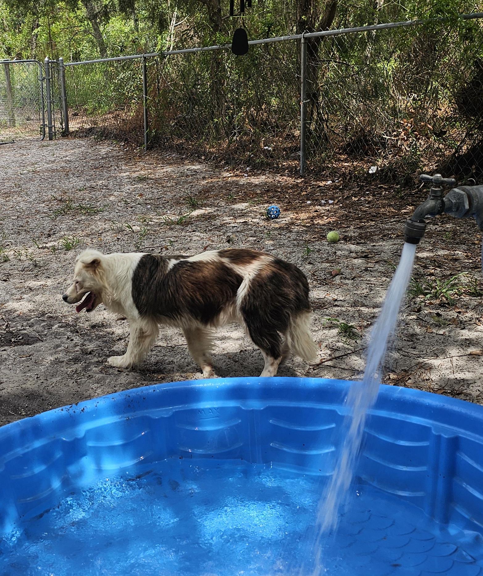 Luna, Adopted, Senior Female Australian Shepherd.