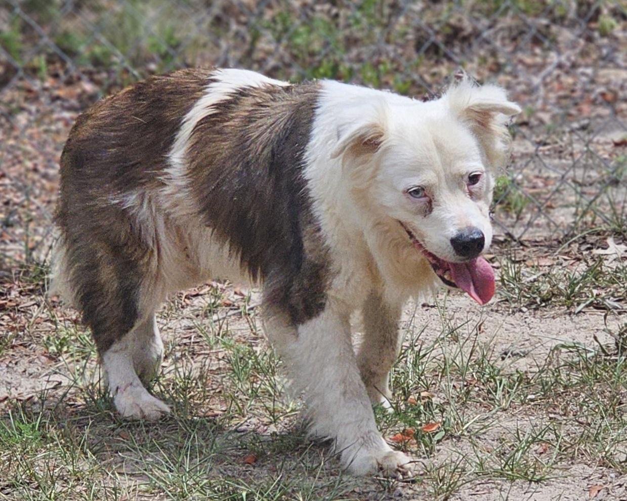 Enlarge Luna, a Adopted Australian Shepherd in Weeki Wachee, FL image 6/6