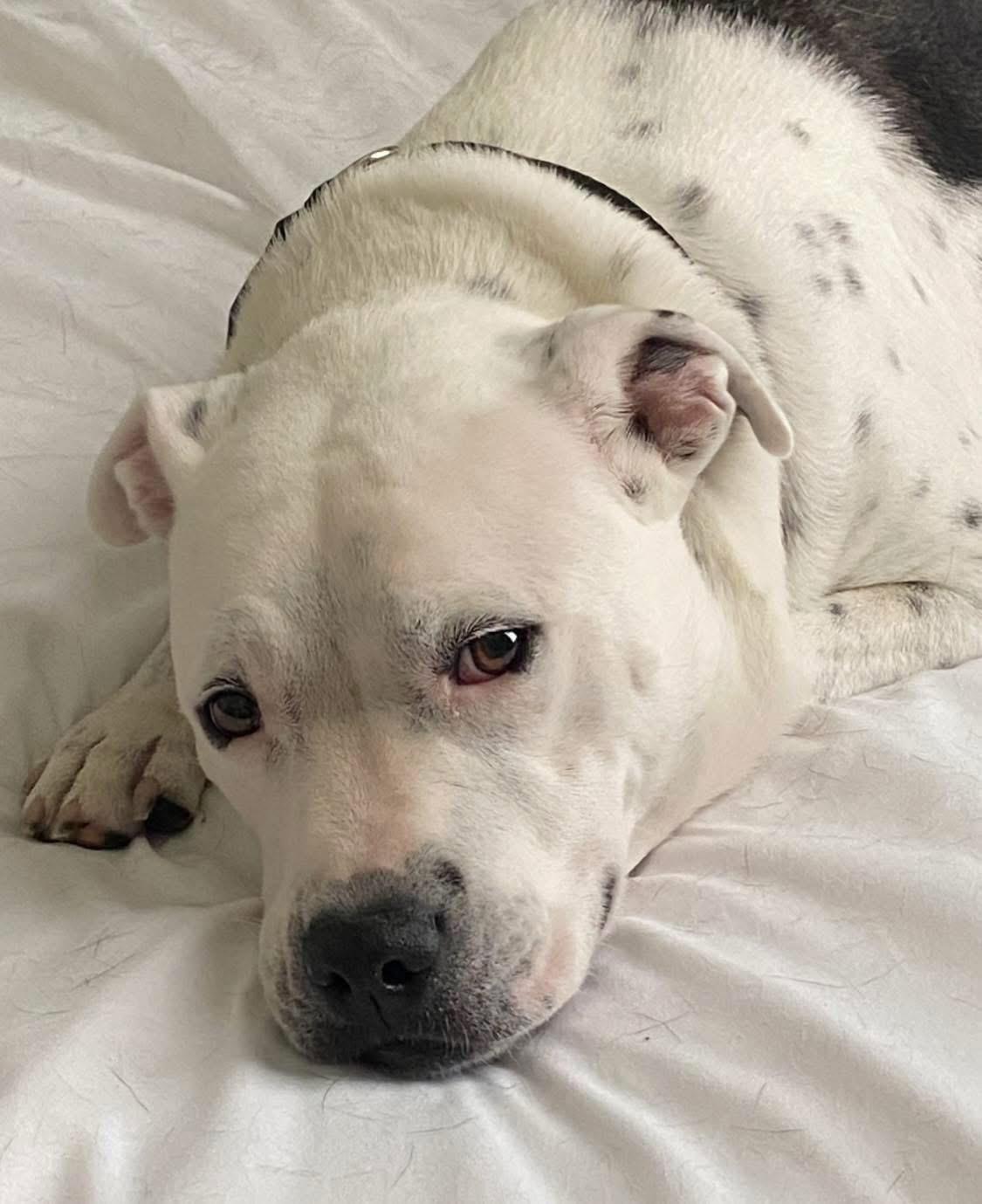 Timmy — thumbnail 2