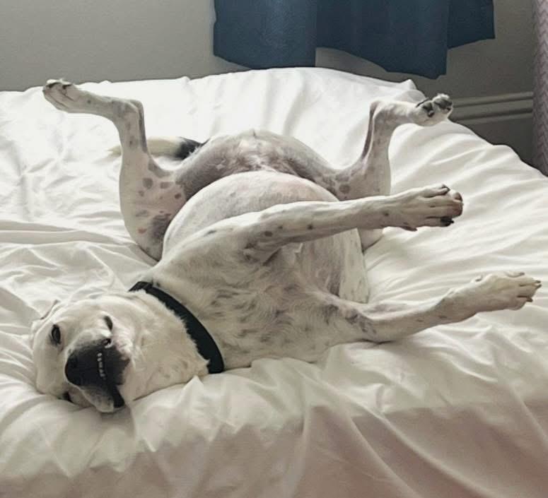 Timmy — thumbnail 4