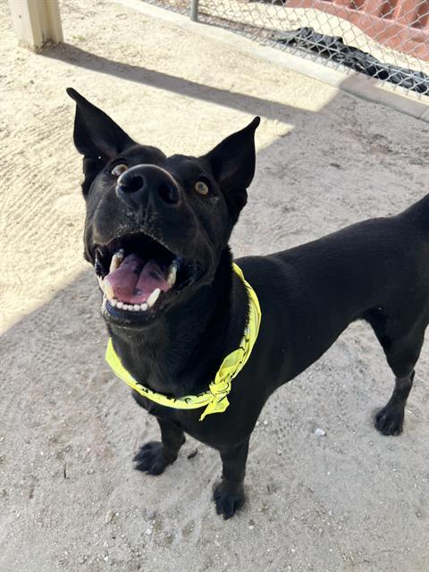 JOKER, Adoptable, Adult Male Labrador Retriever & Mixed Breed.