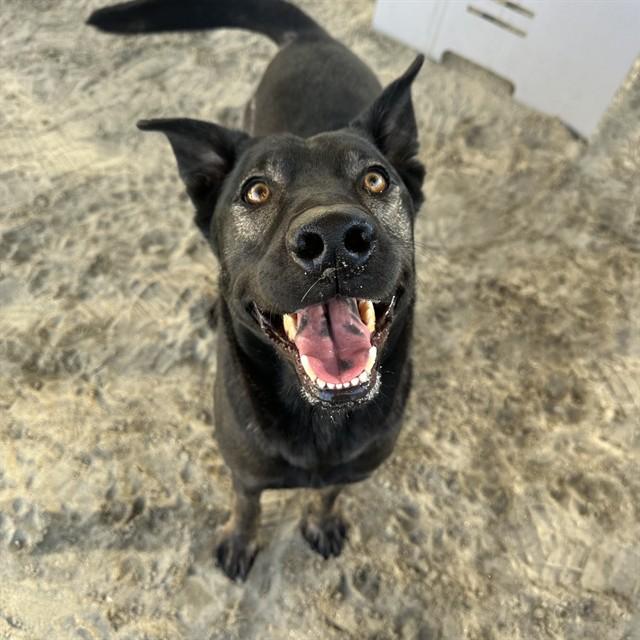 Enlarge JOKER, a Adoptable mixed breed in Thousand Palms, CA image 1/1