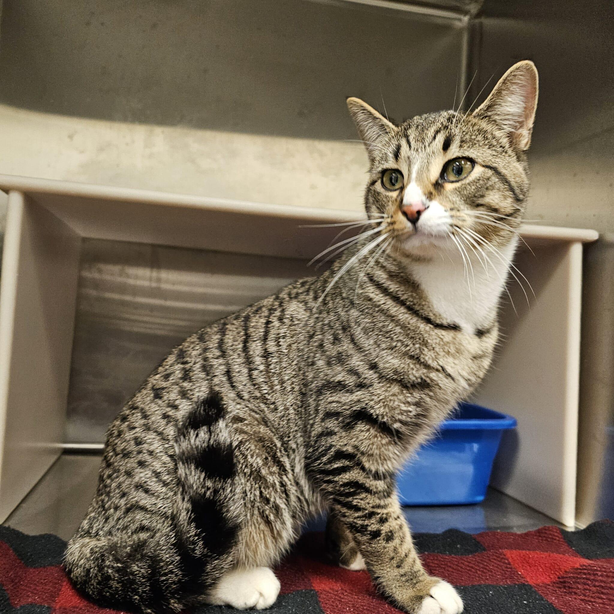 Enlarge Zoe, a Adoptable Domestic Short Hair in Ludington, MI image 1/1