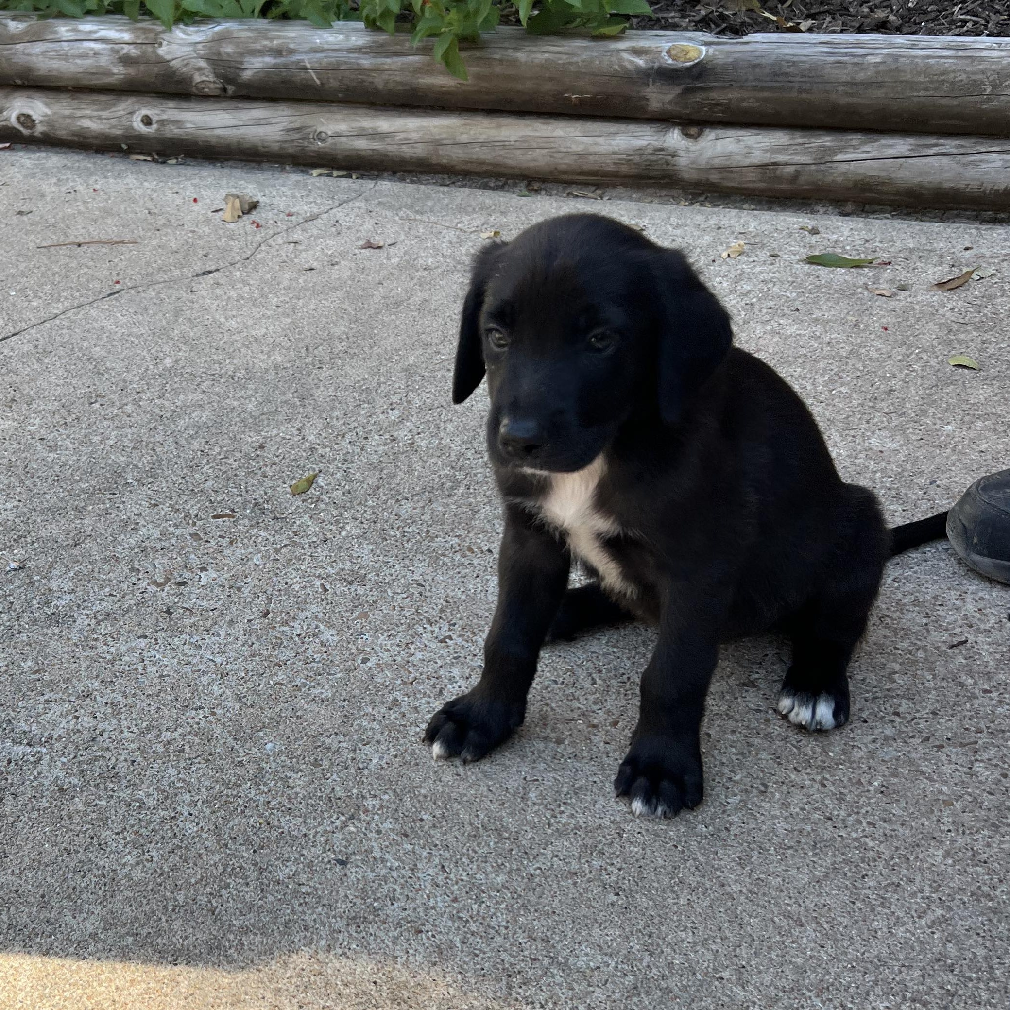 Dog for adoption Panther, a Blue Lacy & Black Labrador Retriever Mix