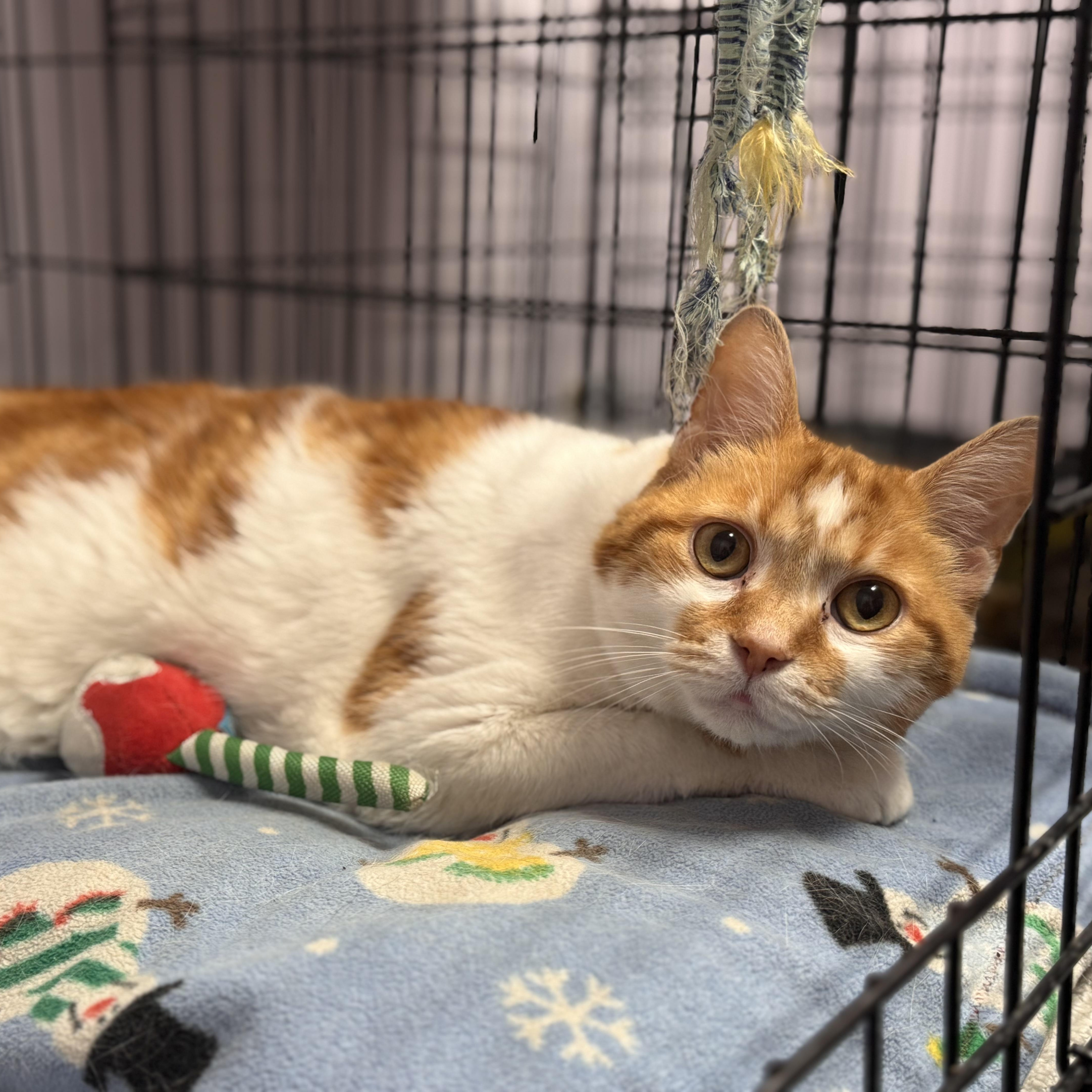 Enlarge Jed, a ADOPTABLE Domestic Short Hair in Logan, OH image 1/1