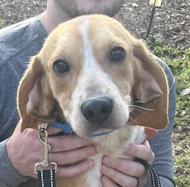 Enlarge Desi, a ADOPTABLE Beagle in Atco, NJ image 1/1
