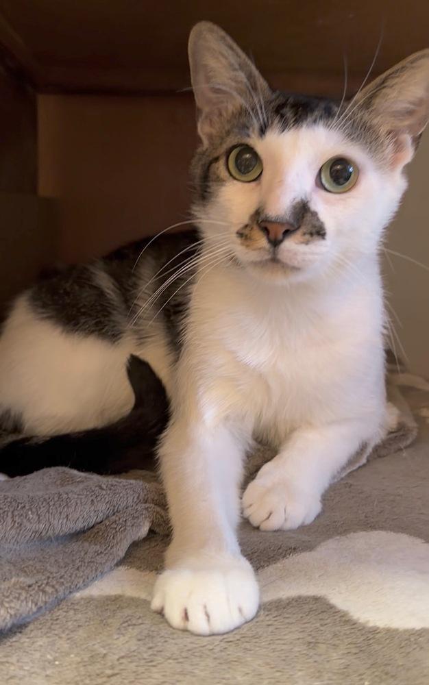 Alder, Adoptable, Young Male Domestic Short Hair.