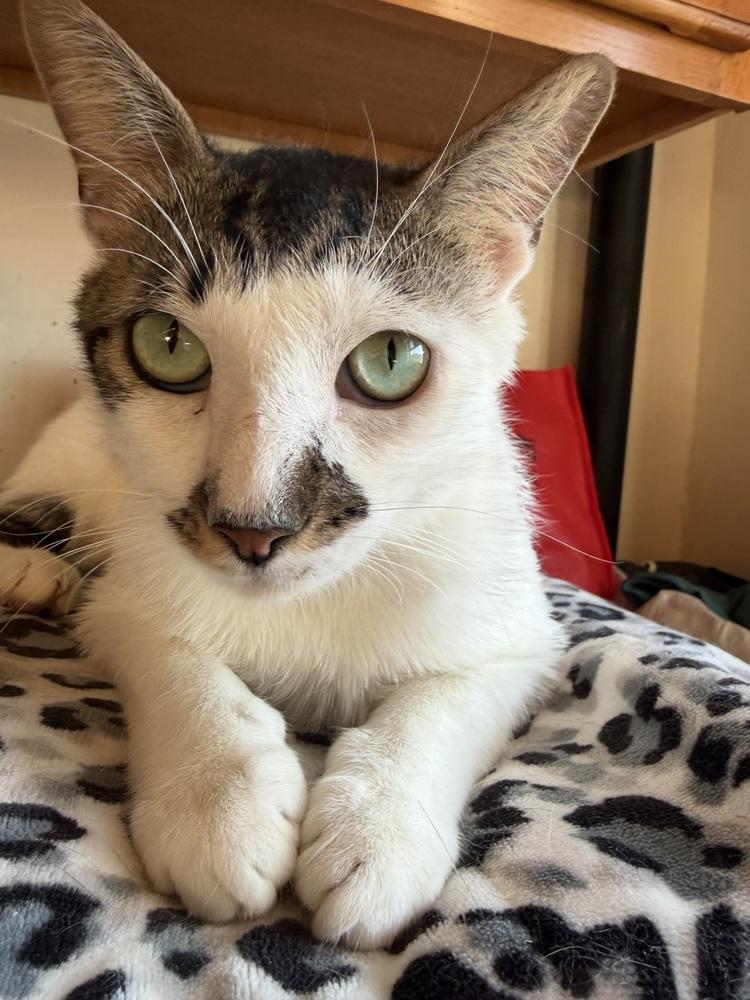 Alder, Adoptable, Young Male Domestic Short Hair.