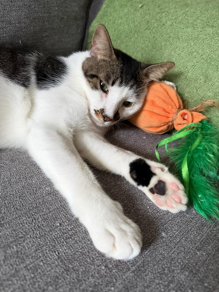 Enlarge Alder, a Adoptable Domestic Short Hair in New York, NY image 2/6