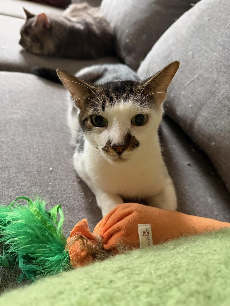 Enlarge Alder, a Adoptable Domestic Short Hair in New York, NY image 3/6