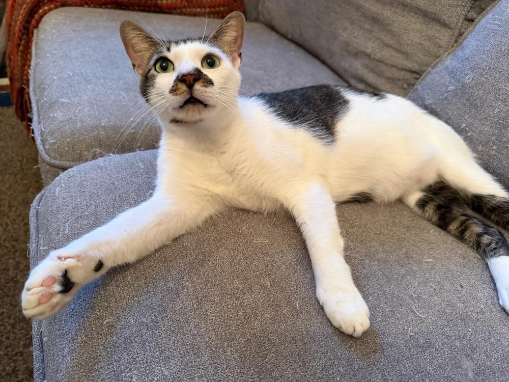 Enlarge Alder, a Adoptable Domestic Short Hair in New York, NY image 4/6
