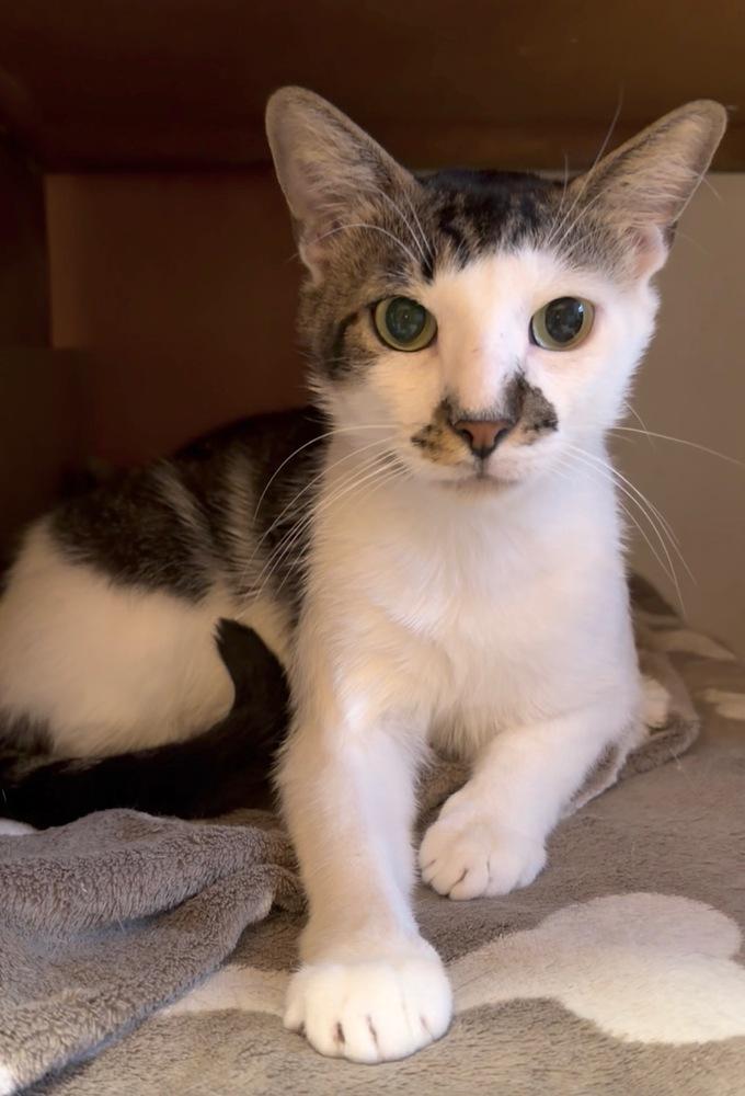 Alder, a Adoptable Domestic Short Hair in New York, NY image 3/4