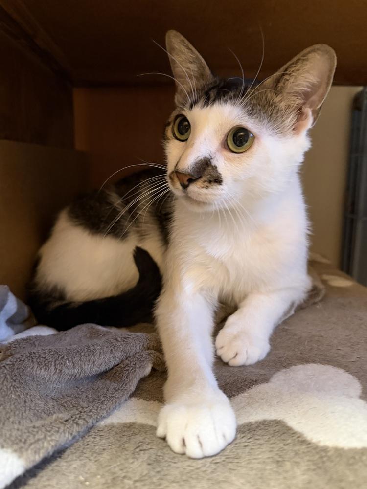 Alder, a Adoptable Domestic Short Hair in New York, NY image 4/4