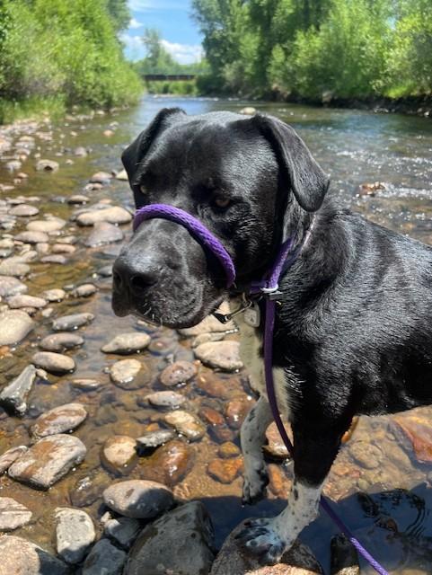 Bell, Adoptable, Adult Female Mastiff.