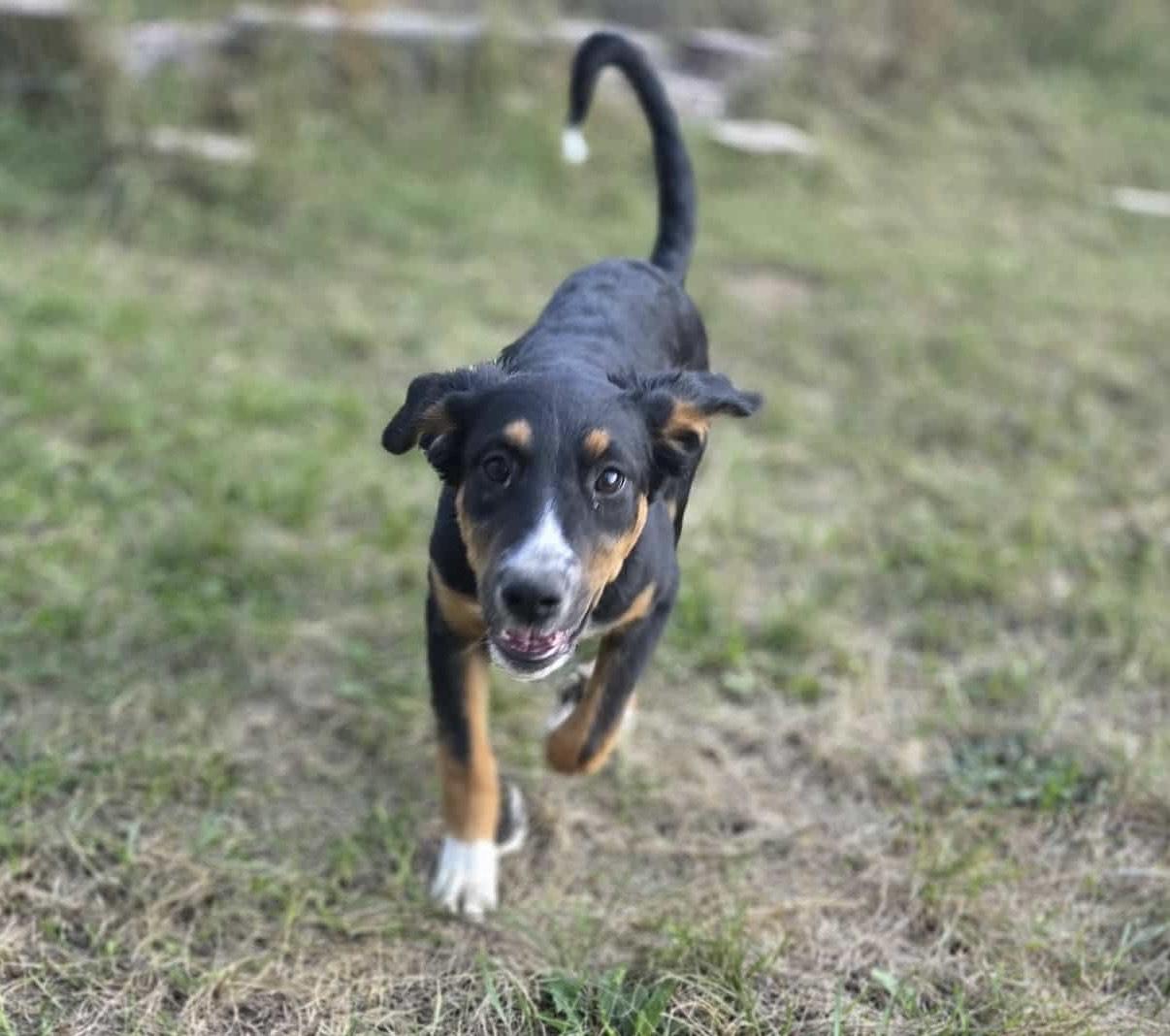 Enlarge Butter, a Adopted mixed breed in Huson, MT image 3/5