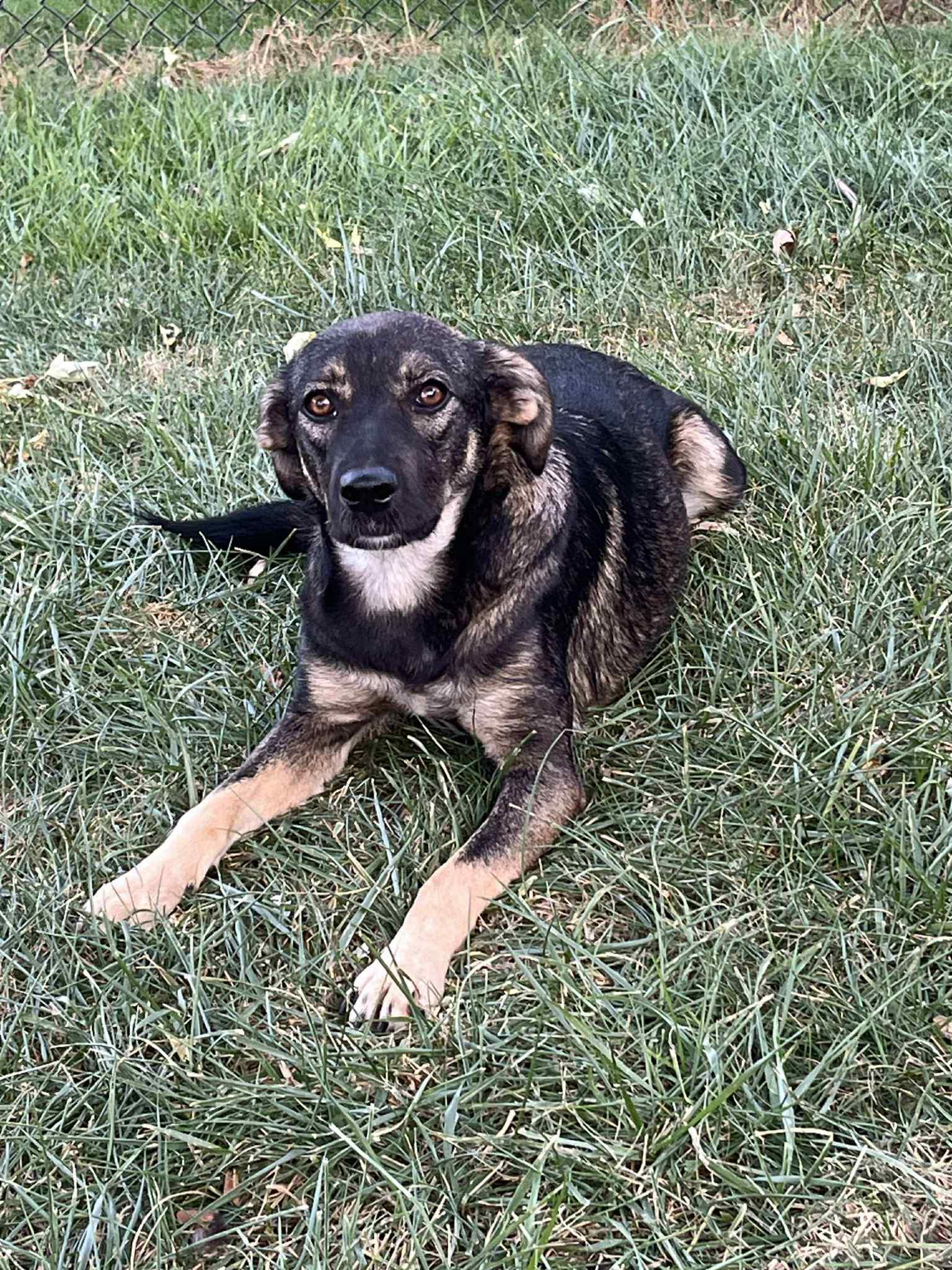 Zeta, Adoptable, Young Female Shepherd.