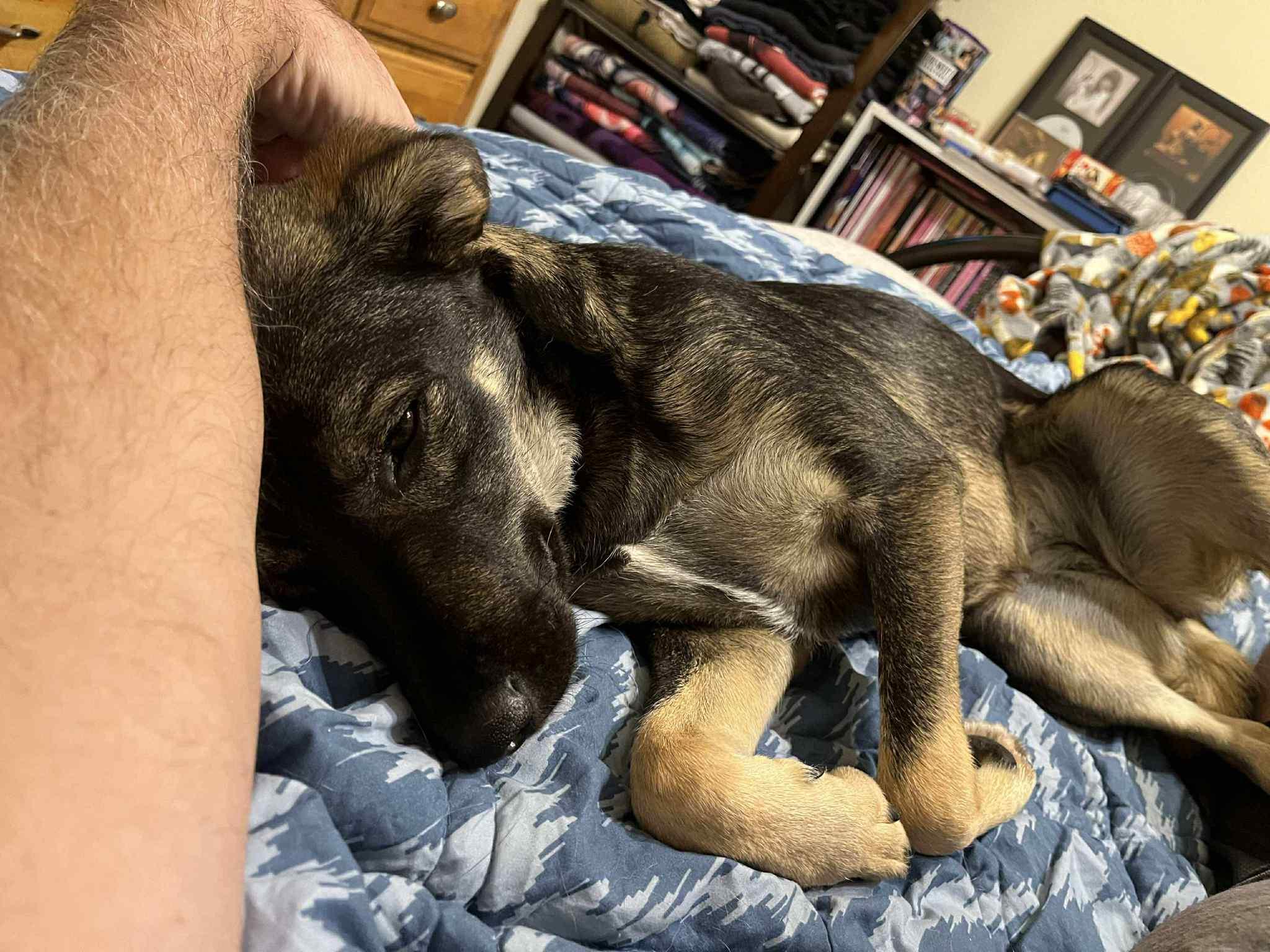 Enlarge Zeta, a Adoptable mixed breed in Palos Heights, IL image 2/3