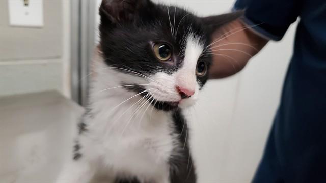 TAHITIAN, Adoptable, Kitten Male Domestic Medium Hair.