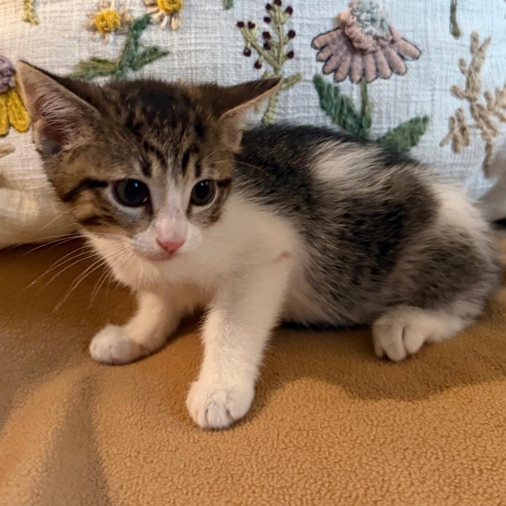 Cathy, Adoptable, Kitten Female Domestic Short Hair.