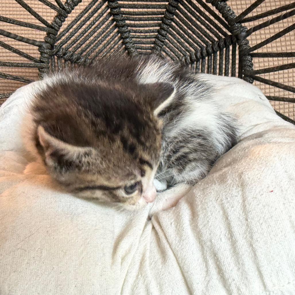 Cathy, a Adoptable Domestic Short Hair in Flower Mound, TX image 2/6